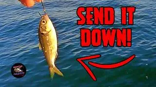 We Got Striper Bites on EVERY Cast! | Lake Texoma Striper Fishing