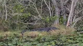 Inside the Everglades | A Cinematic Eco-Safari Adventure in Miami