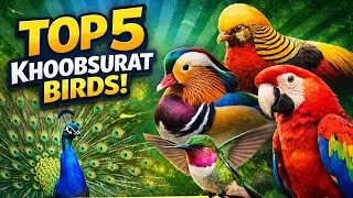 Top 5 Khoobsurat Birds in the World 🦚 | Amazing Colorful Birds Facts #BeautifulBirds #Top5Birds #SKR
