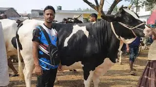 কম দামে দুধের গাভী 🔥 | ইশ্বরদী অরনকোলা গরুর হাট | Live Dairy Cow Market 🐄 2026