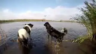 Stabij- & Wetterhoun wandeling Dobbeplas 22 11 2014