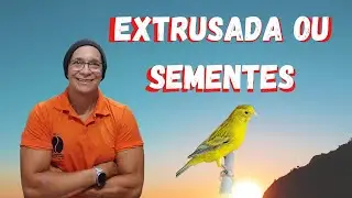 Canários - Extrusada ou Sementes?