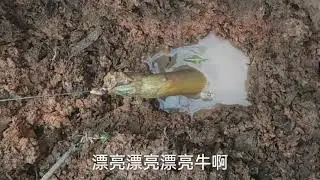Eel fishing,Catch Eels From Hole Using Hook, do you think there is a catty and a half