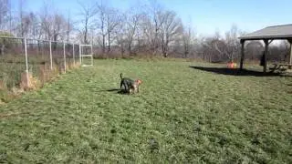More ball playing by Zippy and Blue