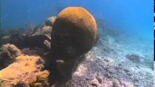 Ocean Ecology