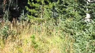 Moose at Timbercreek campground RMNO 9/19/15