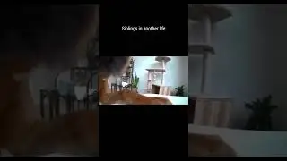 Funniest Pet Fails Compilation 2025 | Hilarious Cat and Dog Moments Gone Wrong
