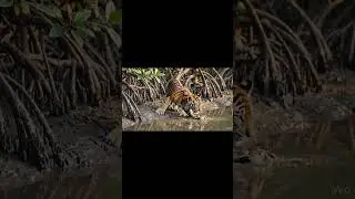 sundarban Royal bengal tiger story in bengali video in gemini ai video #geminiai #tiger #sundarban