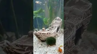 Underwater Shipwreck Scene ⛵ with Marimo Moss & Red Pleco | 66L Planted Aquarium #shorts