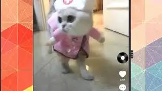 what are you looking for cat nurse