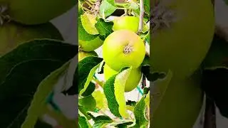 Backyard apples🍏 |New York apples|