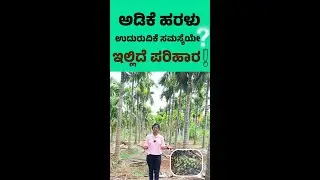 How To Stop Areca Nut Dropping |ಅಡಿಕೆ ಹರಳು ಉದುರುವಿಕೆ ಸಮಸ್ಯೆಯೆ? ಇಲ್ಲಿದೆ ಪರಿಹಾರ | Innovative Agrify