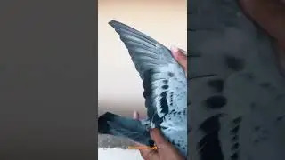 Pure janssen female ❤️🇦🇪🔥 #pigeon #pigeonsloversofallkinds #birds #pakpigeons #pigeongallery #k
