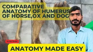 Comparative anatomy of humerus of horse,ox and dog/Veterinary Anatomy in Hindi/Urdu