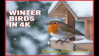 ❄️ Winter Bird Feeding in 4K | Close-up Garden Birds (Relaxing Nature)