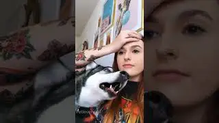 Хаски такой драматичный 😆😆 #смешно #собачьяжизнь #собака #питомцы #fyp