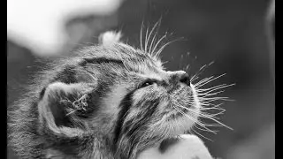 Katzenschnurren - Das Heilmittel gegen Schlafst&ouml;rungen, Stress, Depressionen | Meditation Tier ASMR