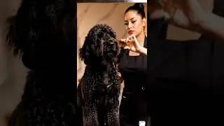 Dog Beard Shaping ASMR ✂️🐶 | Luxury Barber-Style Grooming | Ultra Clear Sound 8K