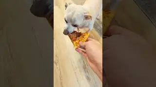 Trading Pizza With My Dog 🍕#funnydogs #dogshorts