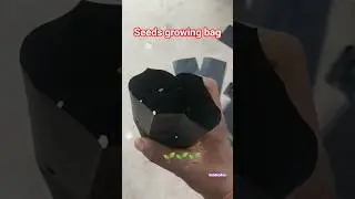 seeds growth poly bag  ll 🌱🔥🌱 #minivlog #shortvideo #seeds #growth #bag