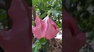 Tara/ Flowers