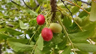 African Wild Plum (Harpephyllum caffrum) in S Spain
