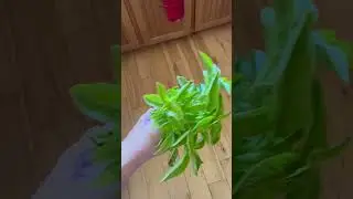 Garden Tip: Fall Harvesting your Herbs #cachevalley #harvesting #basil #garden