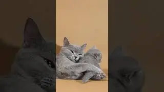 #Shorts Mom cat licking and cleaning her baby kitten