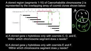 Cosmids and gene cloning