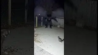 Mothman captured on surveillance camera#mothman #Curiosity #fear #Thriller #urbanlegends #monster