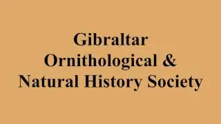Gibraltar Ornithological & Natural History Society