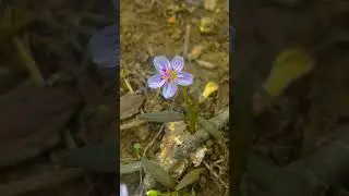 #Springbeauty are in Bloom 🌸🤍