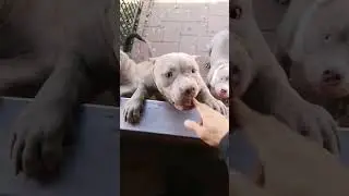 american bully pocket 6 months old. product bigdogs Rom&acirc;nia Kennel