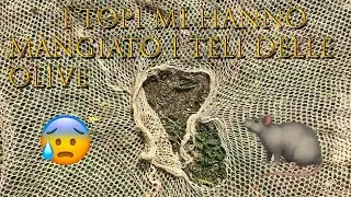 Ripariamo il Telo delle Olive mangiato dai Topi/Cucitura Telo raccolta delle Olive