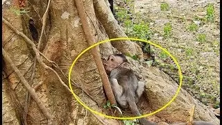 What wrong 0n baby Julina cry shaking body stay in roots| Poor Julina hide cry hungry milk.