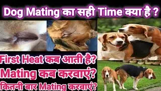 Dog Heat Cycle|Heat Signs In Dog|100% pregnancy in dog |dogs mating