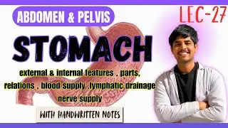 Stomach Anatomy (Complete) | Parts, Stomach Bed, Features, Blood, Nerve & Lymphatic Drainage | MBBS