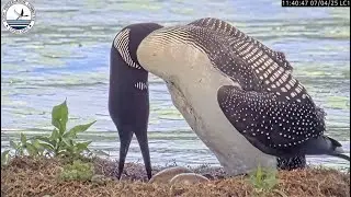 LPC LoonCam 1 ~ Loon Pair Changeover Incubating Eggs! Female Watches Turtles Sunning On Rock 7.4.25