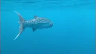 BARRACUDA FISH at the BARRACUDA LAKE in Coron Palawan