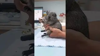 When Pearly itchy too much - hughug a guinea pig
