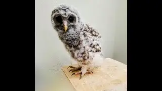 World Bird Sanctuary For All Bird Lovers !