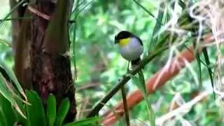 YELLOW-THROATED BRUSH FINCH ( Atlapetes gutturalis)