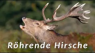 R&ouml;hrende Hirsche - Hirschbrunft