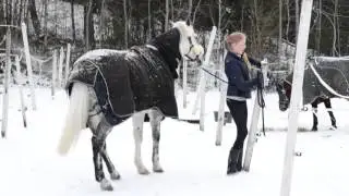 En dag i stallen