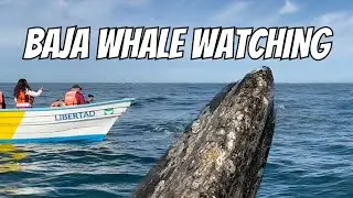 Whale Watching Tour in Baja California Mexico