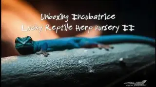 Incubatrice Lucky Reptile  -  Herp Nursery II Unboxing