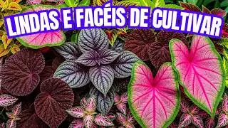 12 FOLHAGENS COLORIDAS para TRANSFORMAR sua CASA e JARDIM | SOL e SOMBRA