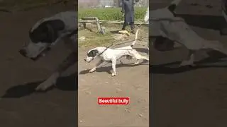 beautiful bully dog | famous bully | bigbullygultair