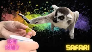 Funny Drive-Thru Safari Stories
