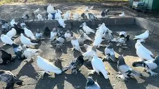 Не любитель резать крылья ,но приходится! #pigeon #голуби #birds #pigeonlover